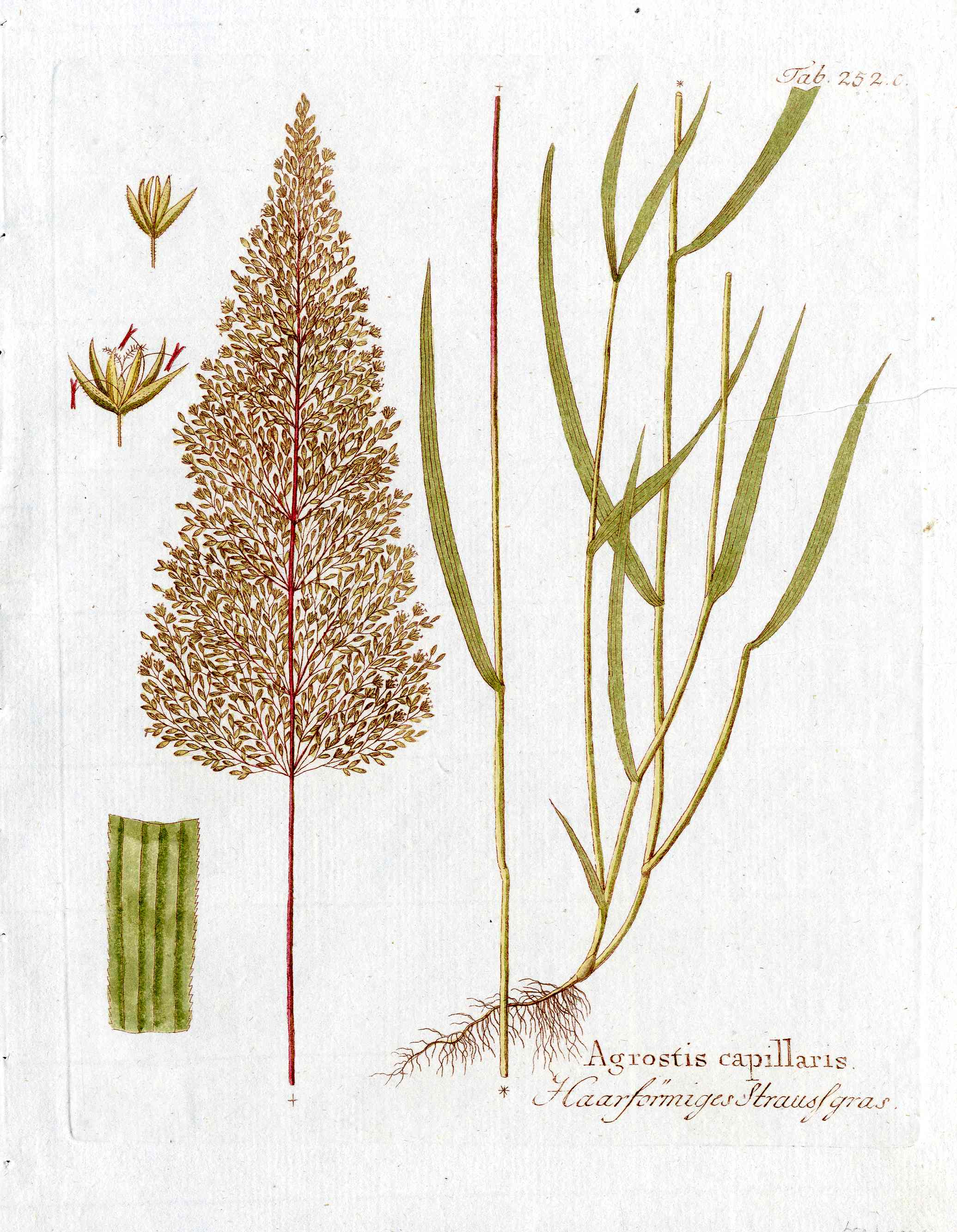 Ferdinand Vietz 1800 Botanical Print Bent Grass Agrostis