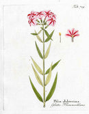 Ferdinand Vietz 1800 Botanical Print Pink, Red Phlox