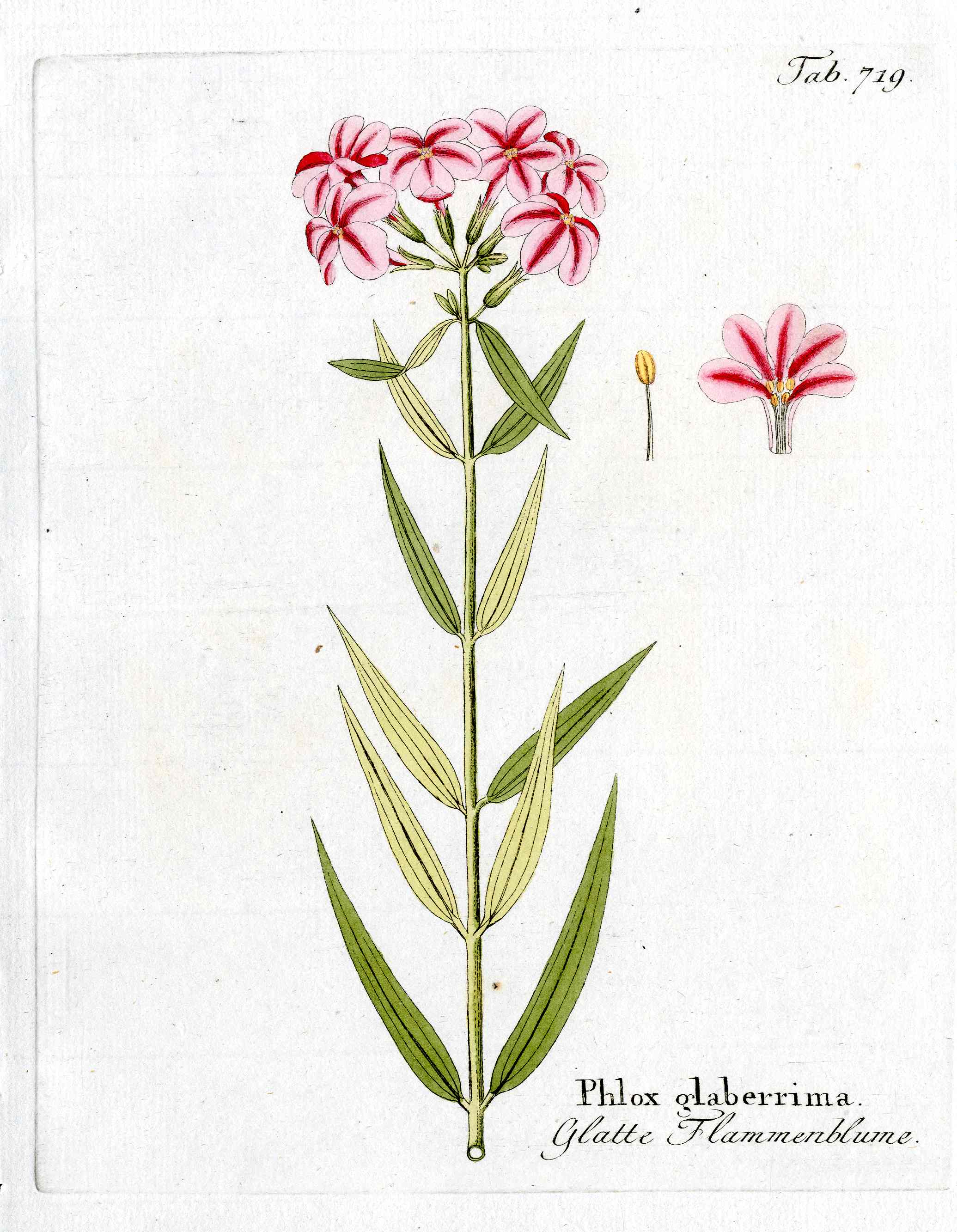 Ferdinand Vietz 1800 Botanical Print Pink, Red Phlox