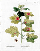 Ferdinand Vietz 1800 Botanical Print Pink Fragrant Mallow