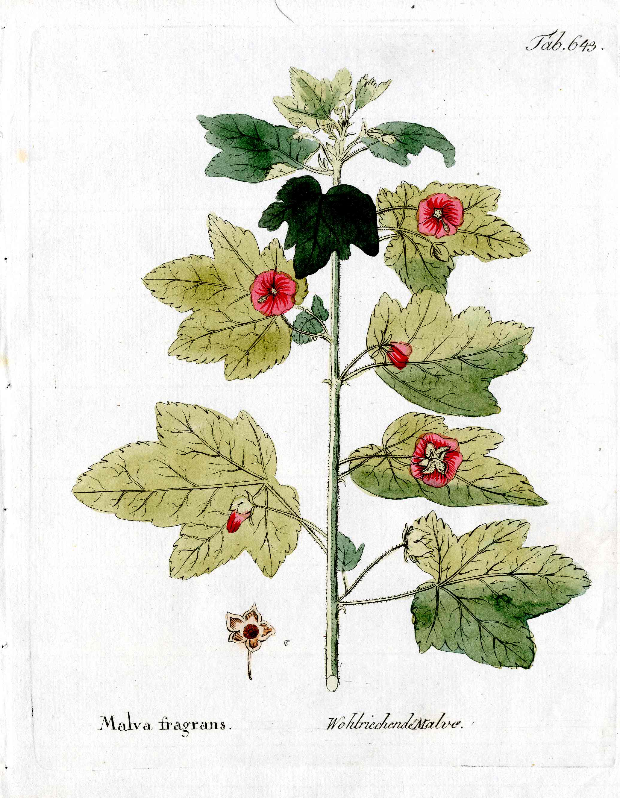 Ferdinand Vietz 1800 Botanical Print Pink Fragrant Mallow