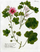 Ferdinand Vietz 1800 Botanical Print Pink Mallow Hollyhock