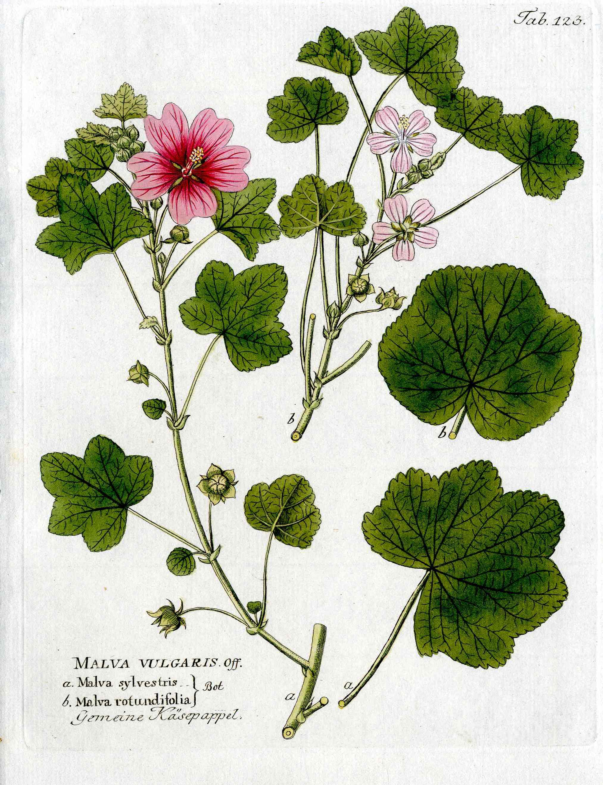 Ferdinand Vietz 1800 Botanical Print Pink Mallow Hollyhock