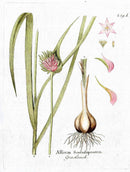Ferdinand Vietz 1800 Botanical Print Pink Garlic Allium