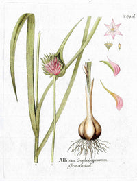 Ferdinand Vietz 1800 Botanical Print Pink Garlic Allium