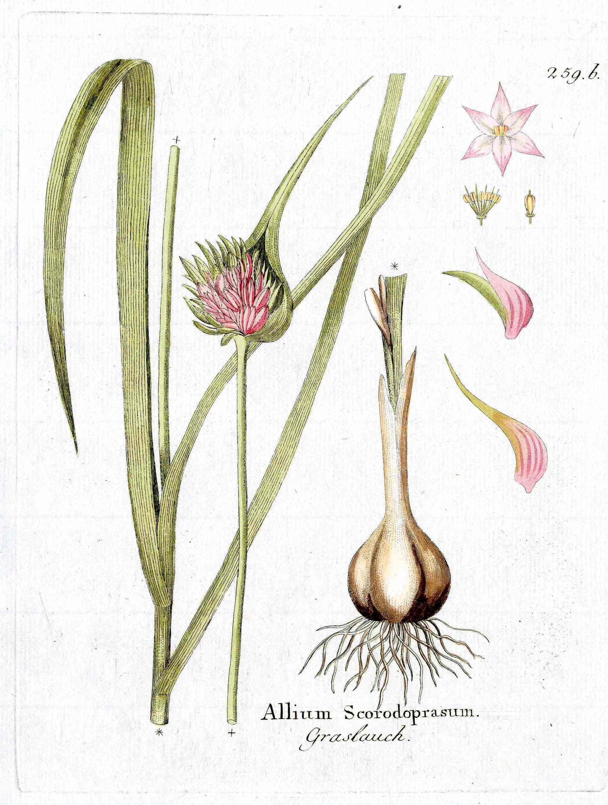 Ferdinand Vietz 1800 Botanical Print Pink Garlic Allium