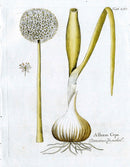 Ferdinand Vietz 1800 Botanical Print Giant Garlic Allium Cepa