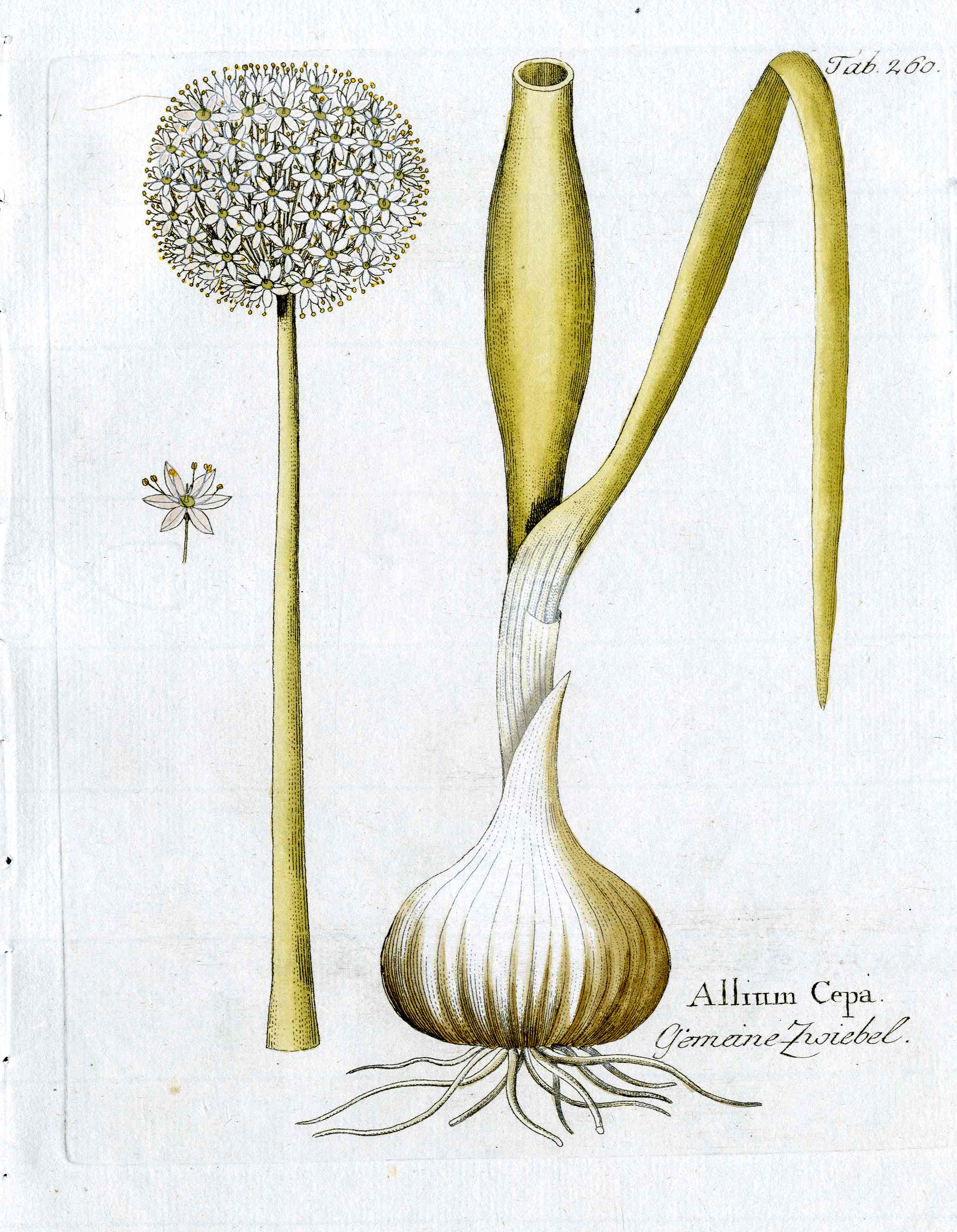 Ferdinand Vietz 1800 Botanical Print Giant Garlic Allium Cepa