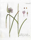 Ferdinand Vietz 1800 Botanical Print Pink Garlic Allium,Seeds