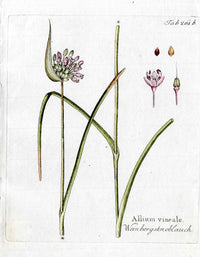 Ferdinand Vietz 1800 Botanical Print Pink Garlic Allium,Seeds