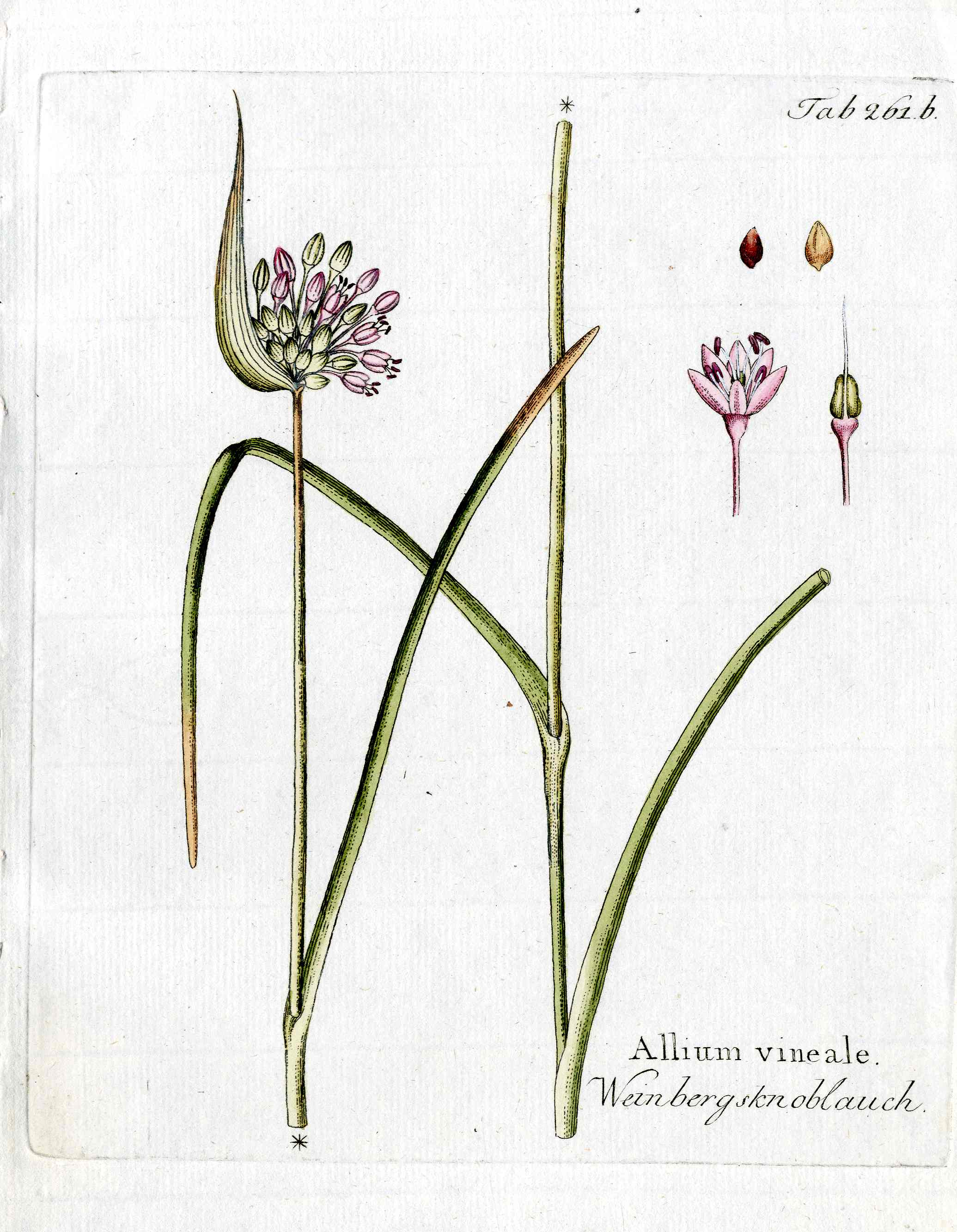 Ferdinand Vietz 1800 Botanical Print Pink Garlic Allium,Seeds