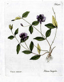 Ferdinand Vietz 1800 Botanical Print Blue Periwinkle