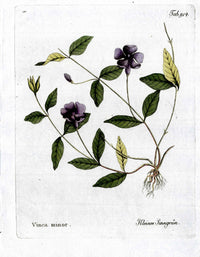 Ferdinand Vietz 1800 Botanical Print Blue Periwinkle