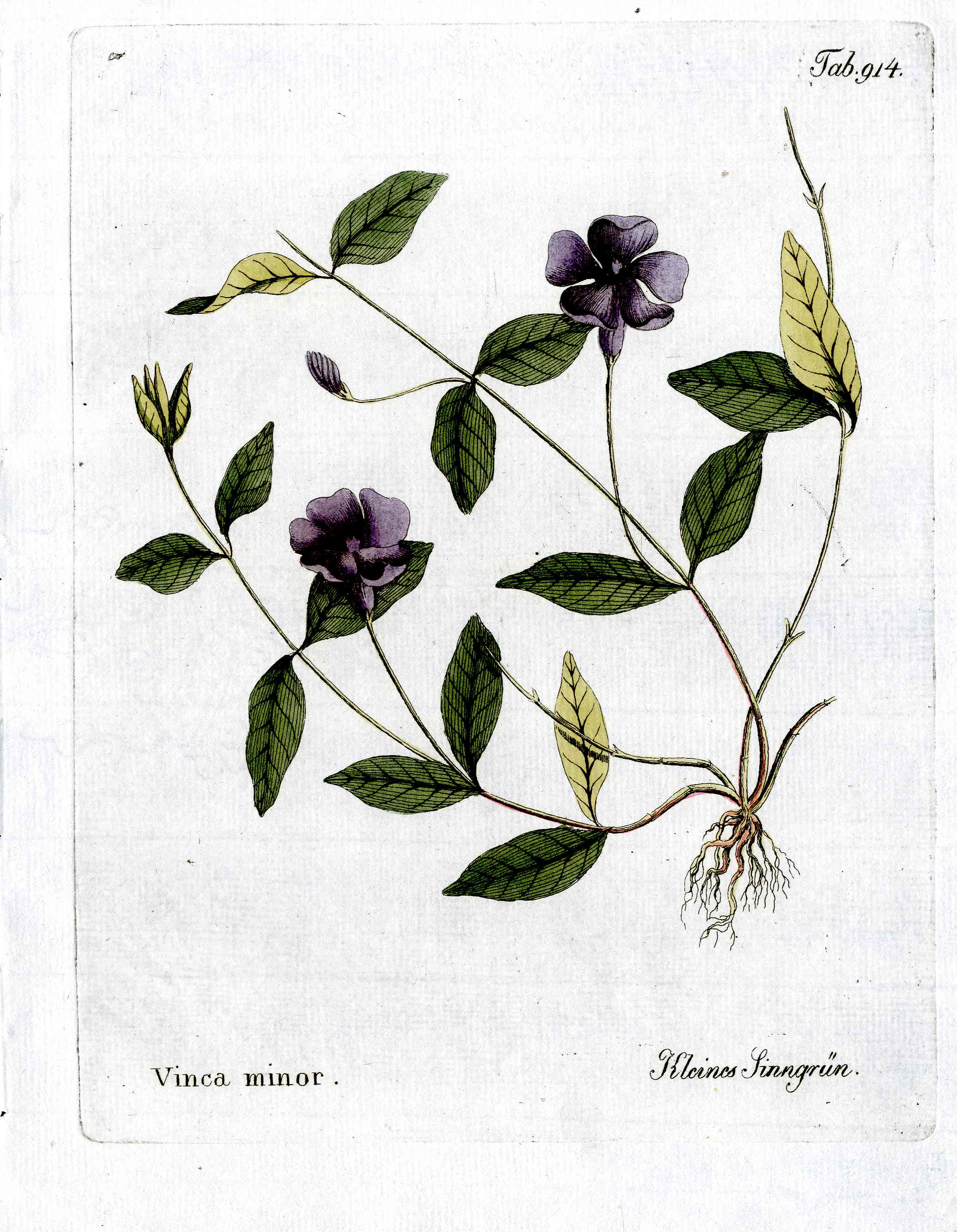 Ferdinand Vietz 1800 Botanical Print Blue Periwinkle
