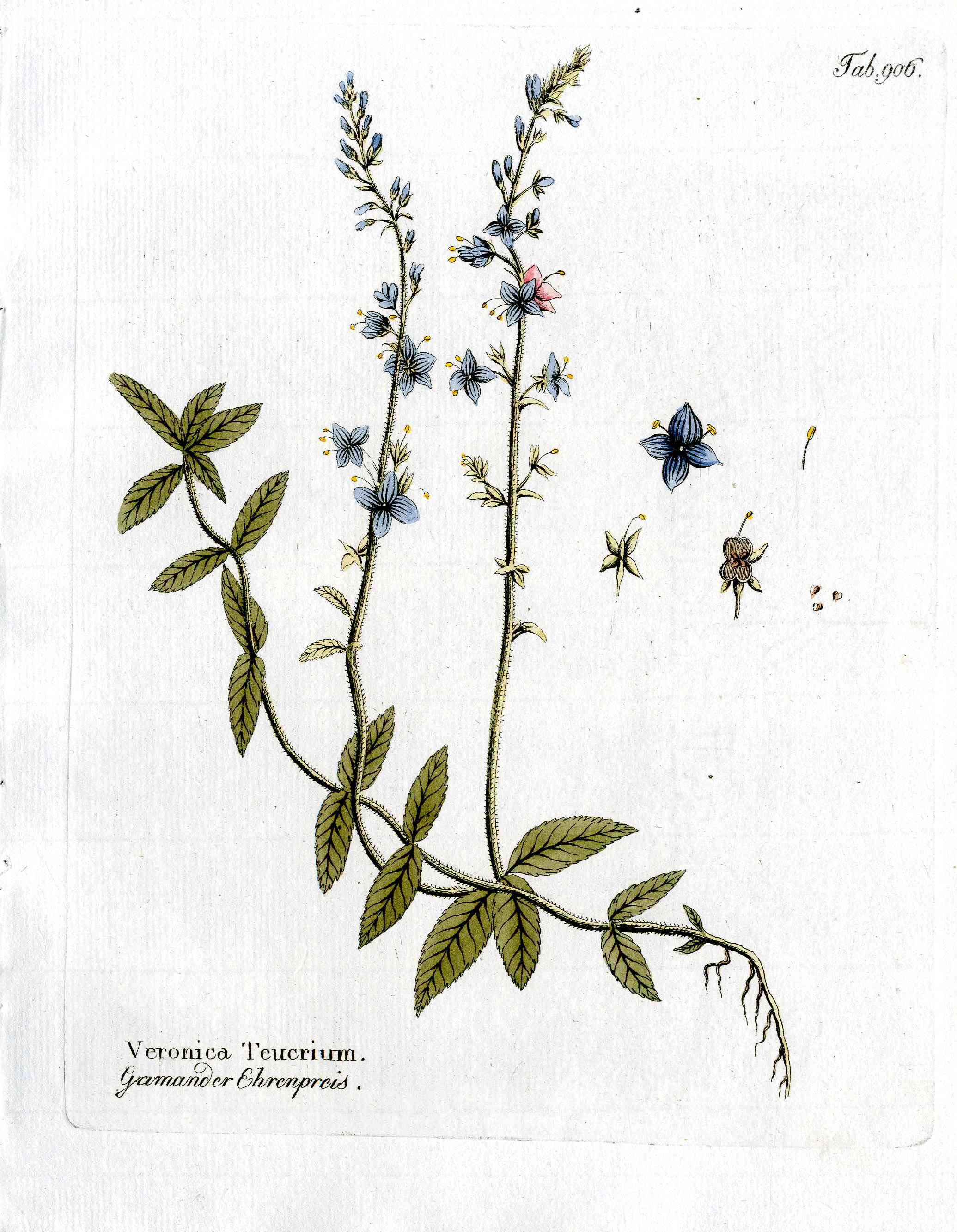 Ferdinand Vietz 1800 Botanical Print Blue Veronica
