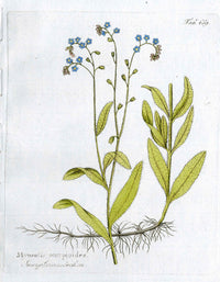 Ferdinand Vietz 1800 Botanical Print Blue Forget-Me-Not