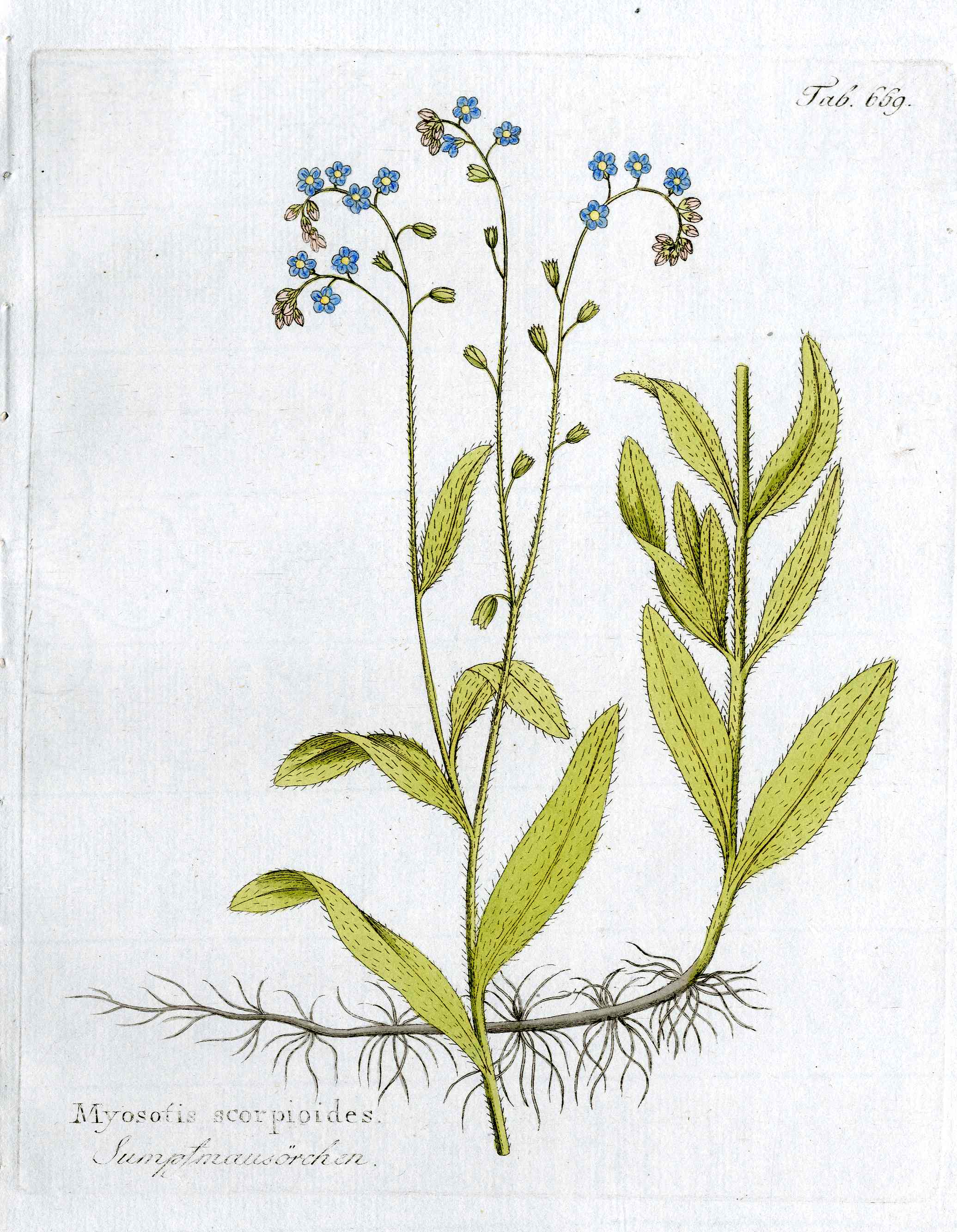 Ferdinand Vietz 1800 Botanical Print Blue Forget-Me-Not