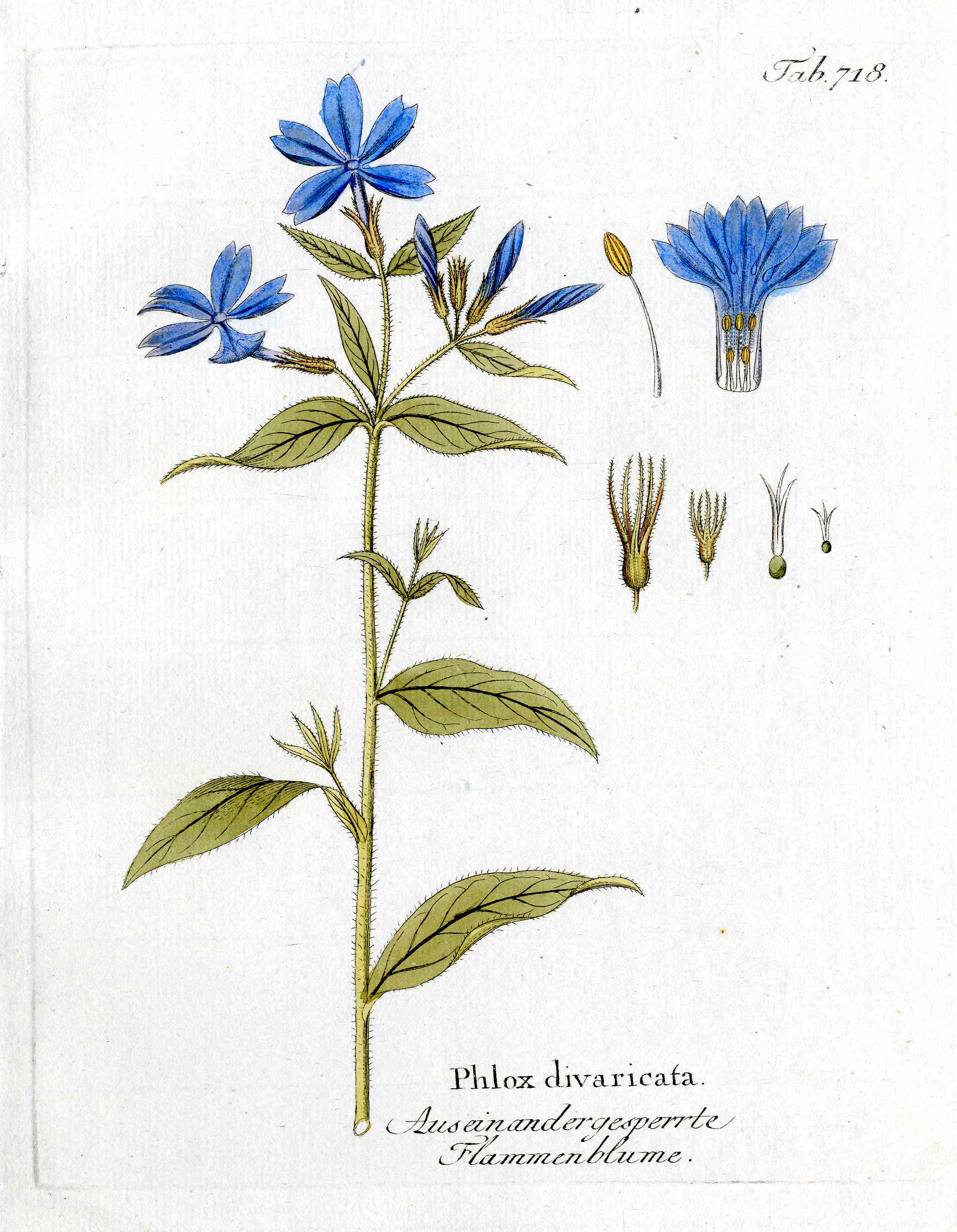 Ferdinand Vietz 1800 Botanical Print Blue Phlox Flowers