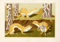 Verneuil & Grasset 1897 Ermine