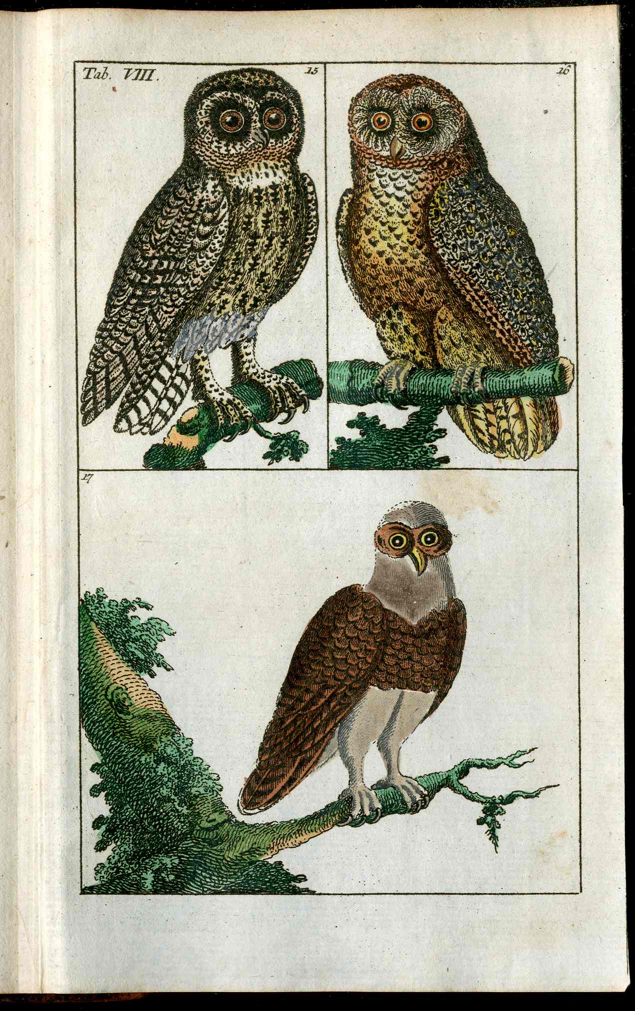 1810 Gottlieb Tobias Wilhelm Extinct Dodo Great Auk Original Natural History Volume