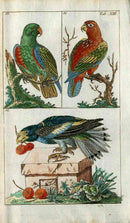 1810 Gottlieb Tobias Wilhelm Extinct Dodo Great Auk Original Natural History Volume