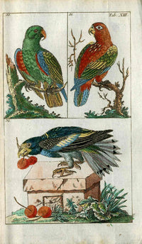 1810 Gottlieb Tobias Wilhelm Extinct Dodo Great Auk Original Natural History Volume