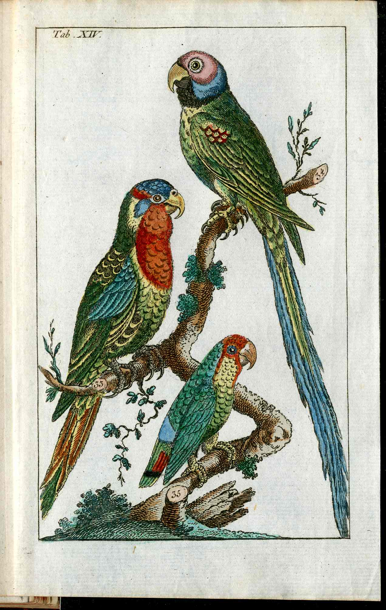 1810 Gottlieb Tobias Wilhelm Extinct Dodo Great Auk Original Natural History Volume