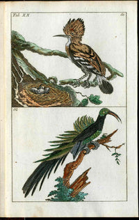 1810 Gottlieb Tobias Wilhelm Extinct Dodo Great Auk Original Natural History Volume