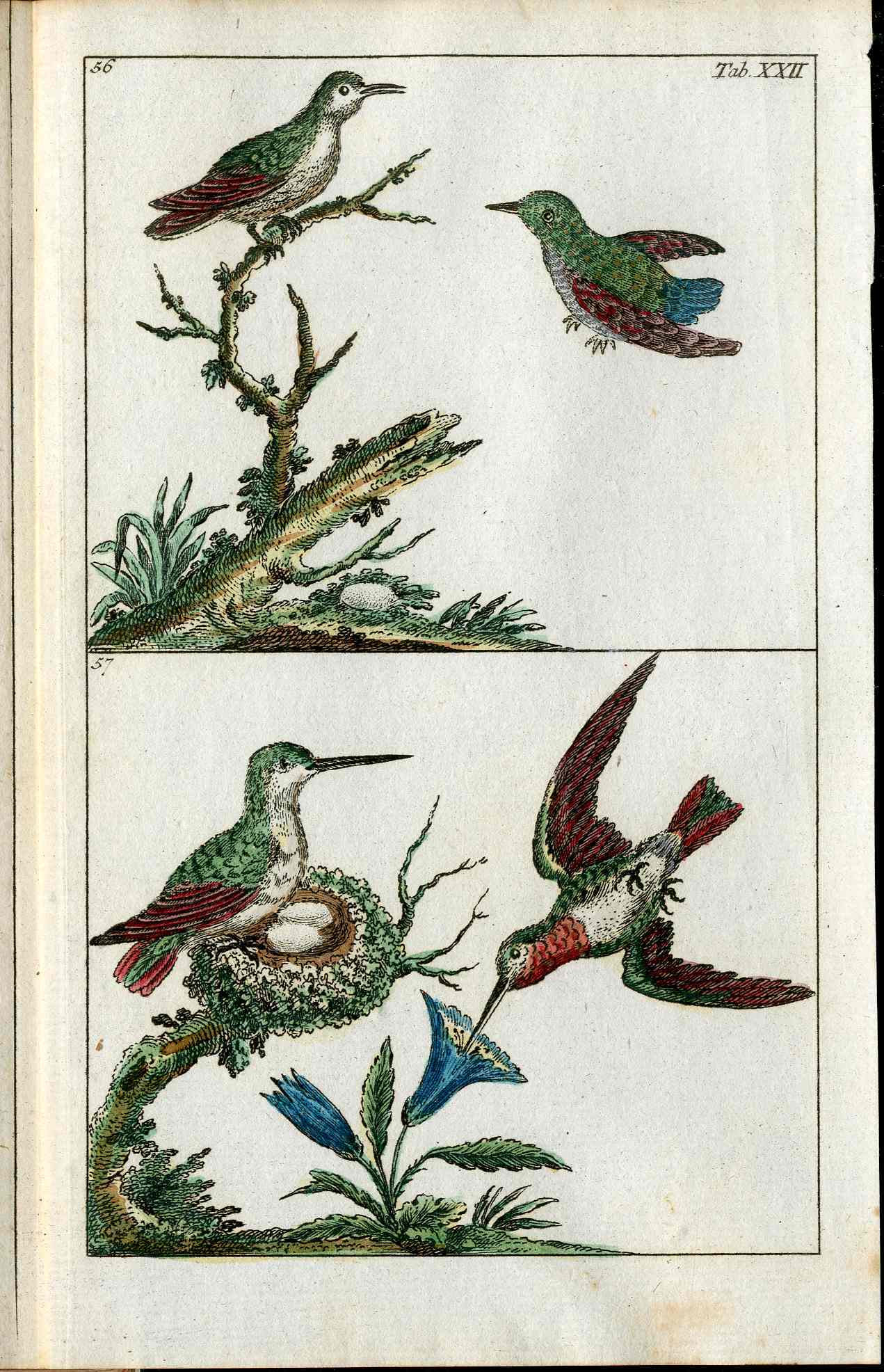 1810 Gottlieb Tobias Wilhelm Extinct Dodo Great Auk Original Natural History Volume