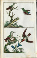 1810 Gottlieb Tobias Wilhelm Extinct Dodo Great Auk Original Natural History Volume