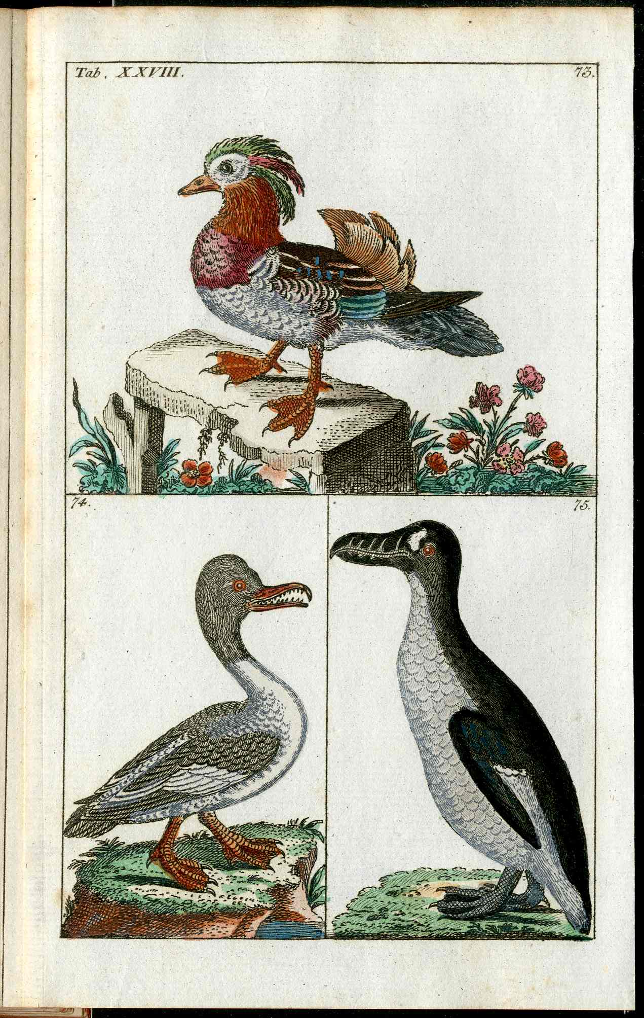 1810 Gottlieb Tobias Wilhelm Extinct Dodo Great Auk Original Natural History Volume