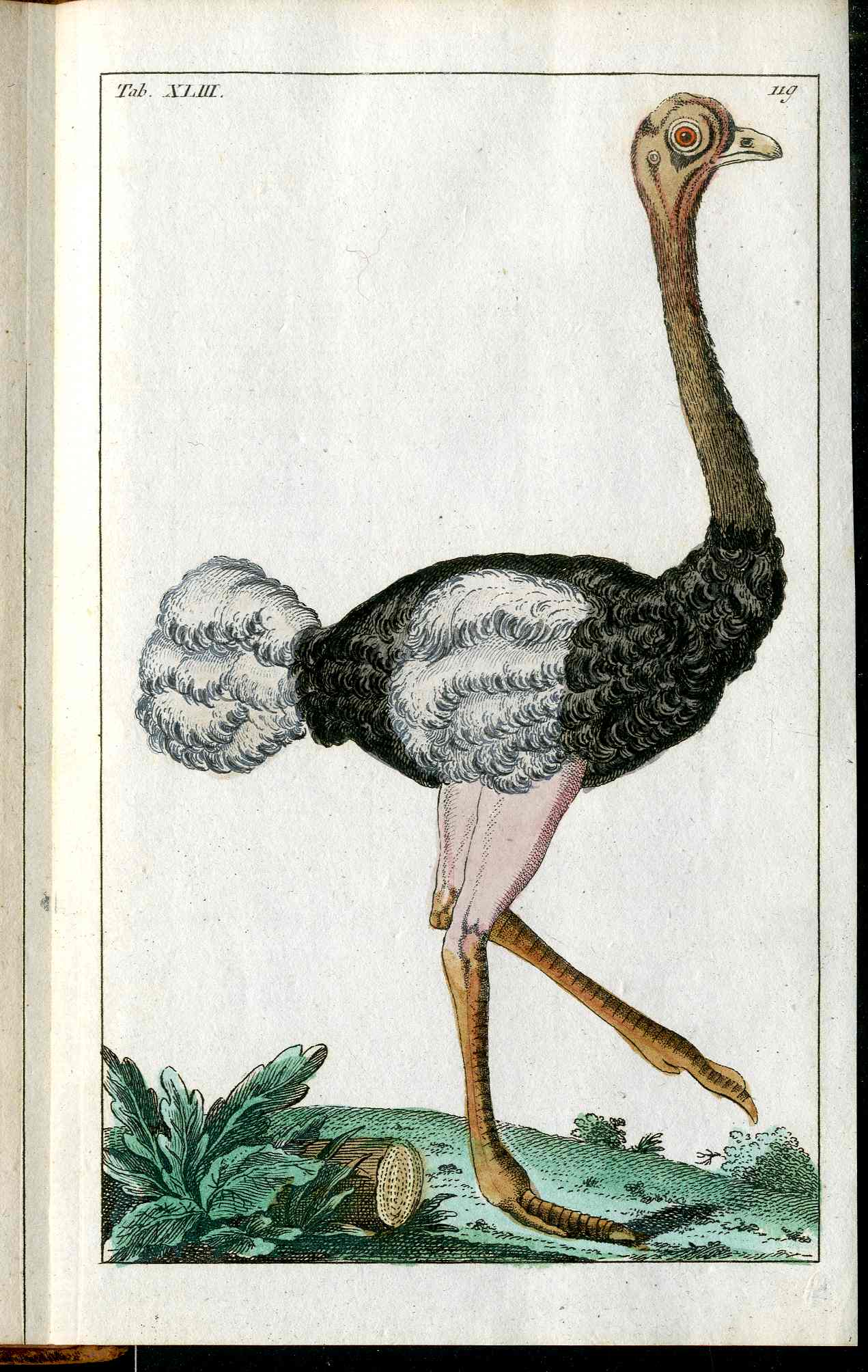 1810 Gottlieb Tobias Wilhelm Extinct Dodo Great Auk Original Natural History Volume