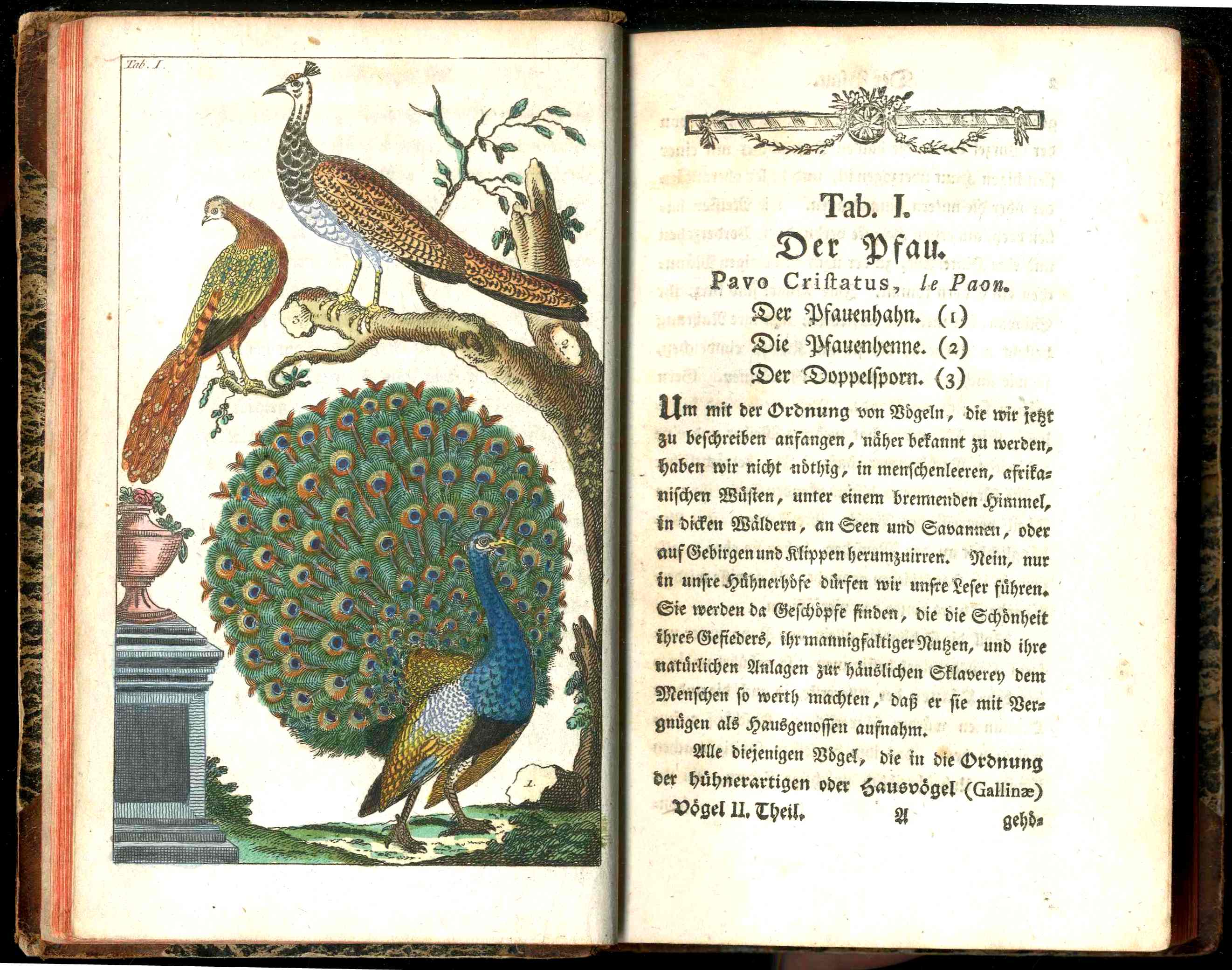 1810 Gottlieb Tobias Wilhelm Peacock Rooster Original Natural History Volume