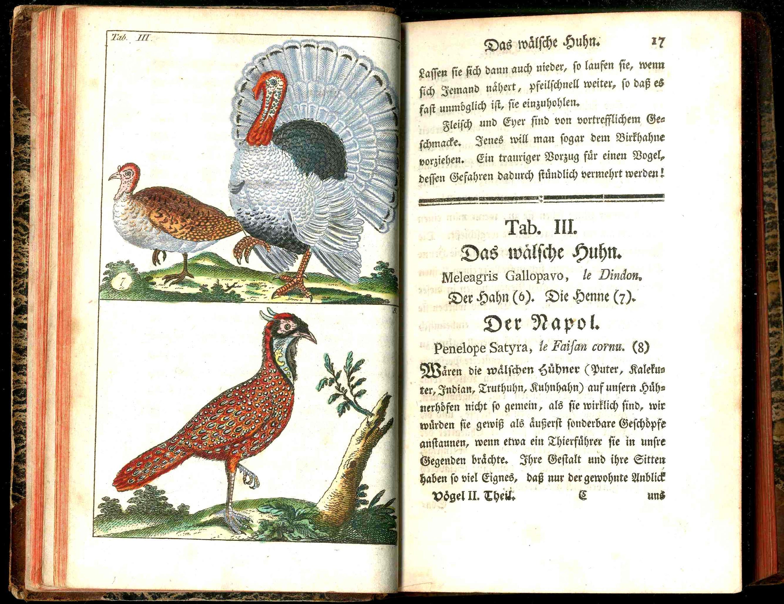 1810 Gottlieb Tobias Wilhelm Peacock Rooster Original Natural History Volume