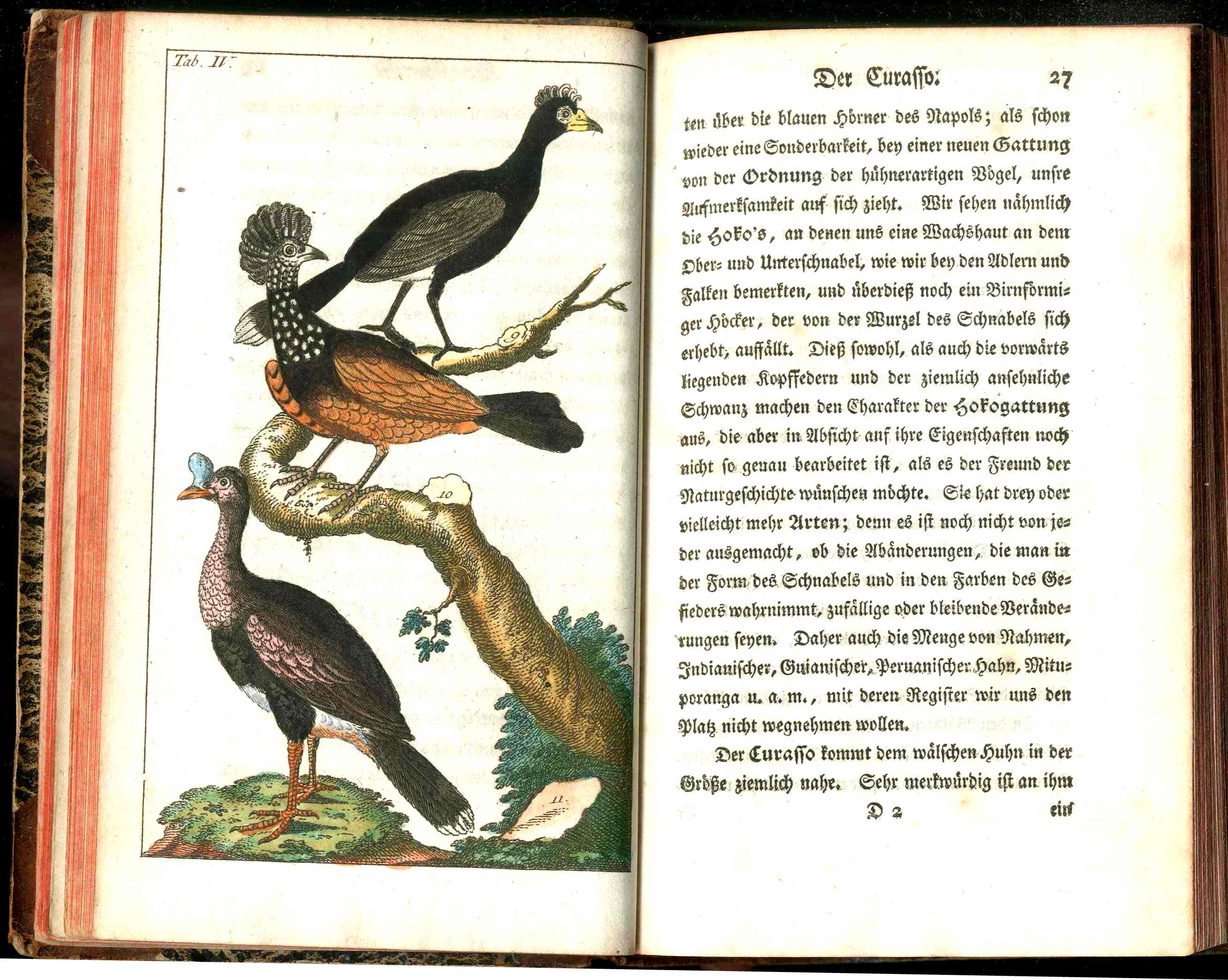 1810 Gottlieb Tobias Wilhelm Peacock Rooster Original Natural History Volume