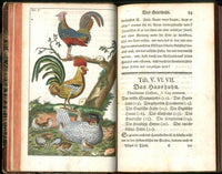 1810 Gottlieb Tobias Wilhelm Peacock Rooster Original Natural History Volume