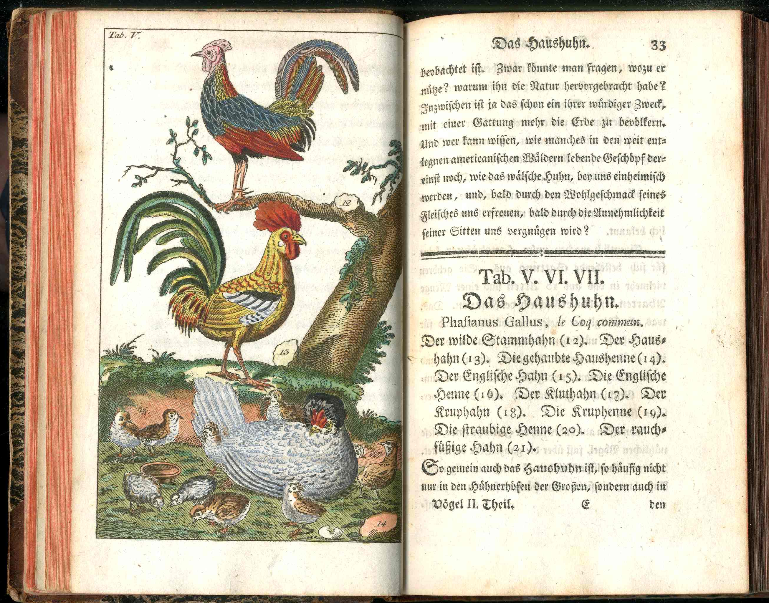 1810 Gottlieb Tobias Wilhelm Peacock Rooster Original Natural History Volume