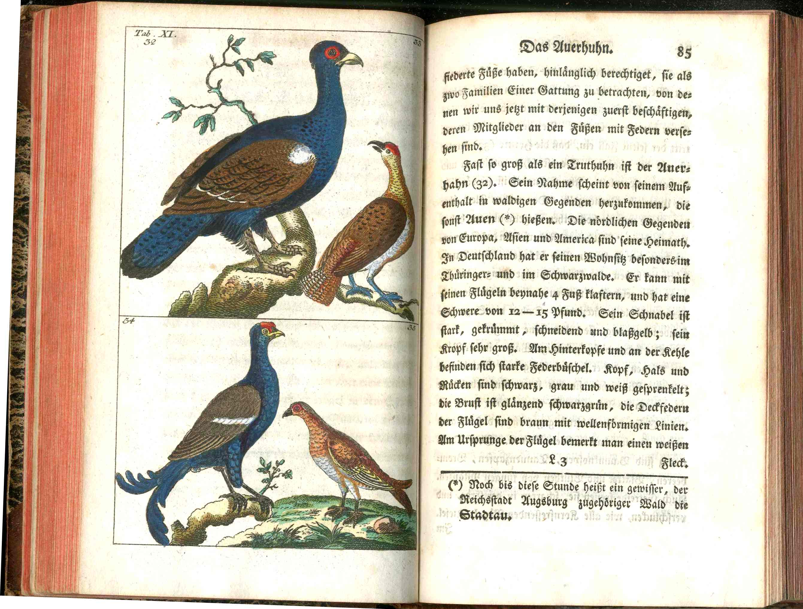 1810 Gottlieb Tobias Wilhelm Peacock Rooster Original Natural History Volume