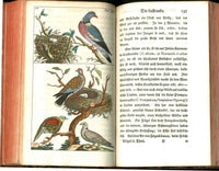 1810 Gottlieb Tobias Wilhelm Peacock Rooster Original Natural History Volume