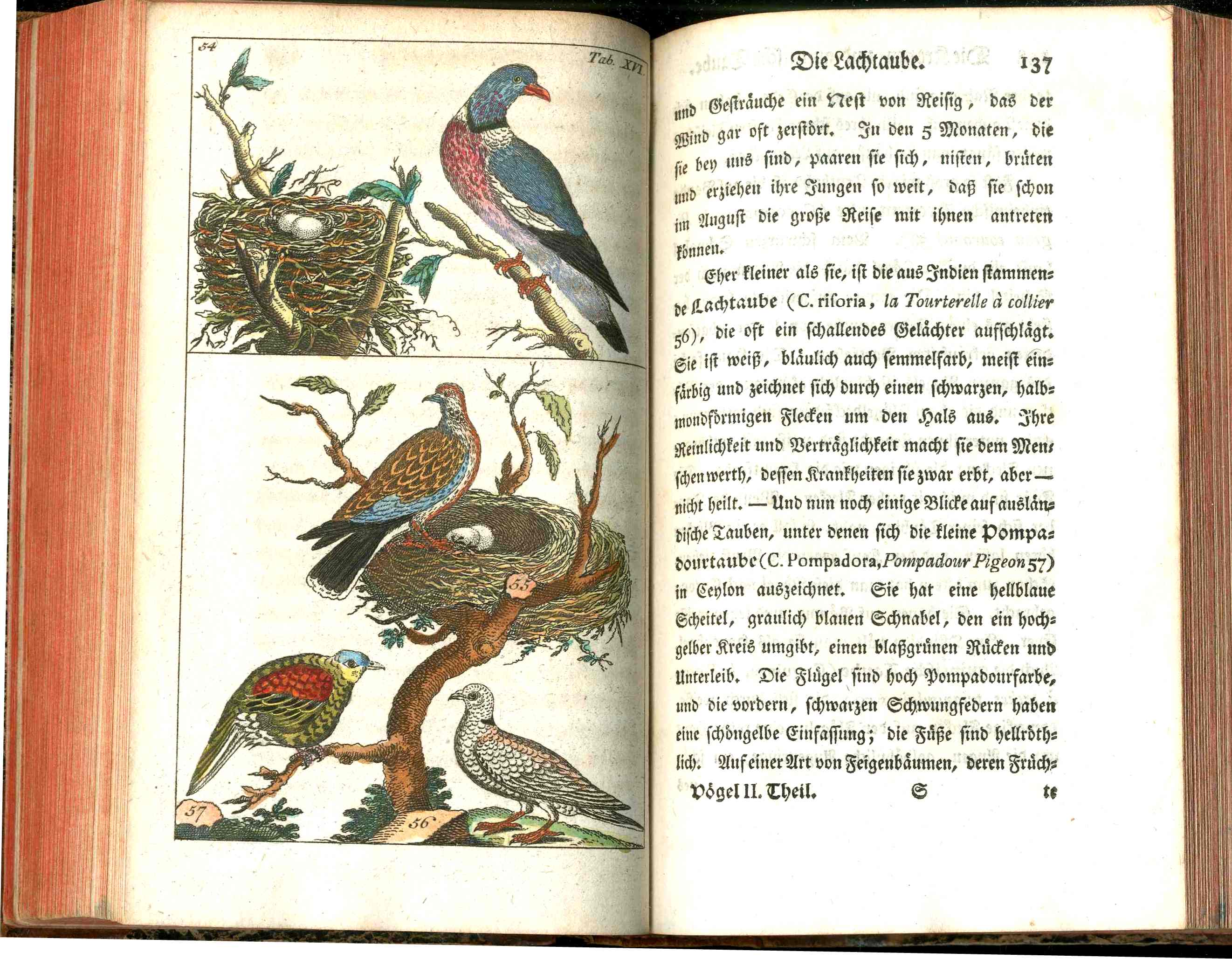 1810 Gottlieb Tobias Wilhelm Peacock Rooster Original Natural History Volume