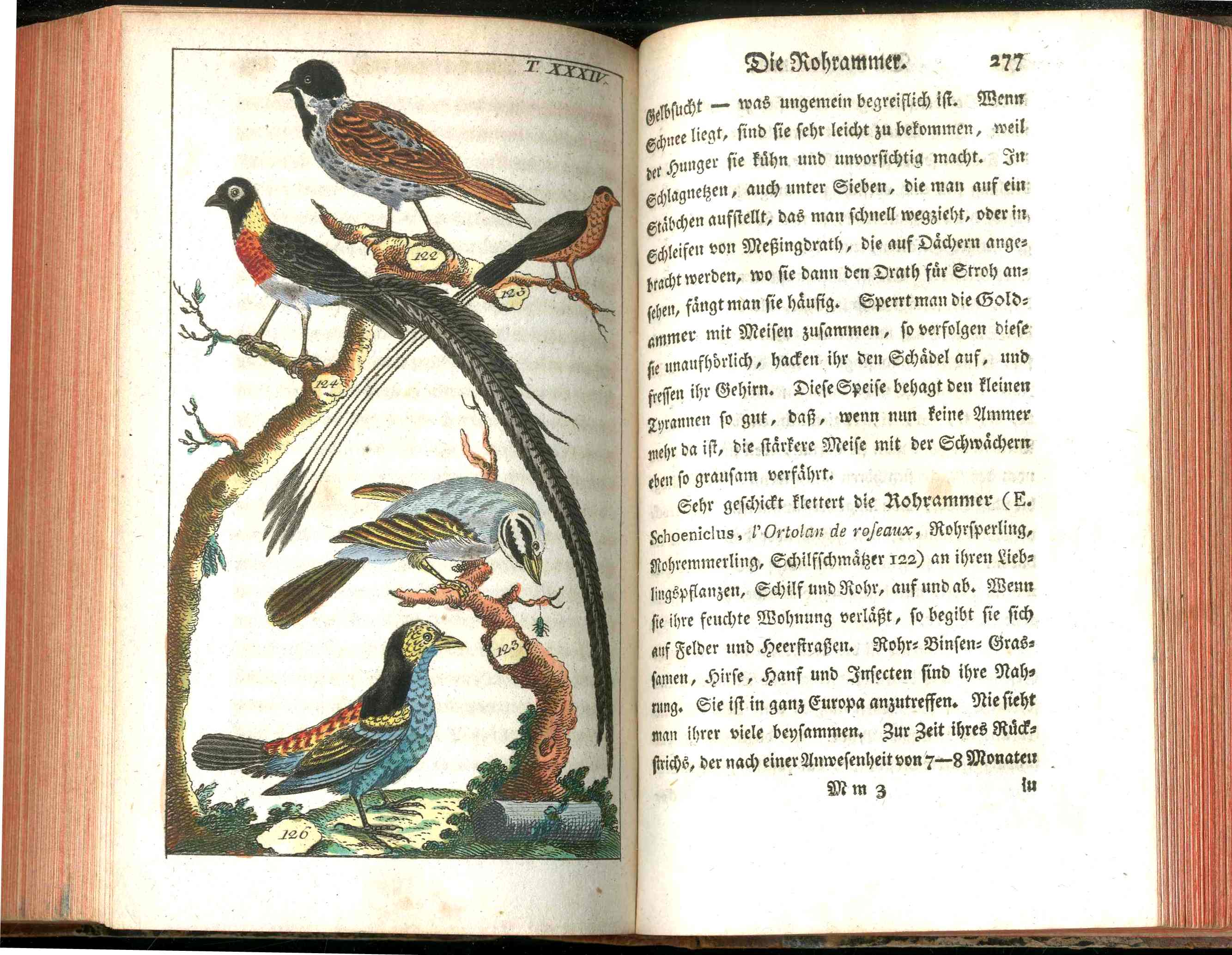 1810 Gottlieb Tobias Wilhelm Peacock Rooster Original Natural History Volume
