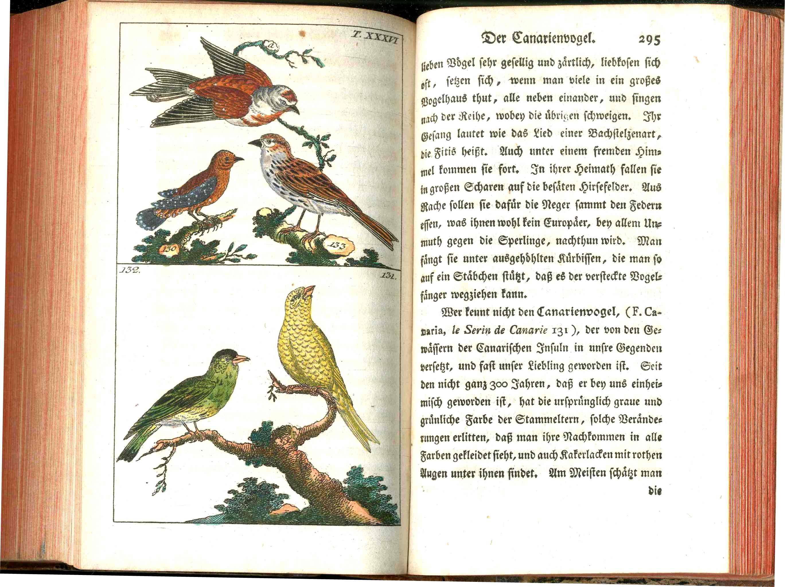1810 Gottlieb Tobias Wilhelm Peacock Rooster Original Natural History Volume