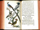 1810 Gottlieb Tobias Wilhelm Peacock Rooster Original Natural History Volume