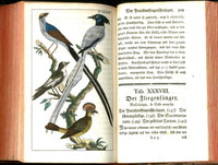 1810 Gottlieb Tobias Wilhelm Peacock Rooster Original Natural History Volume