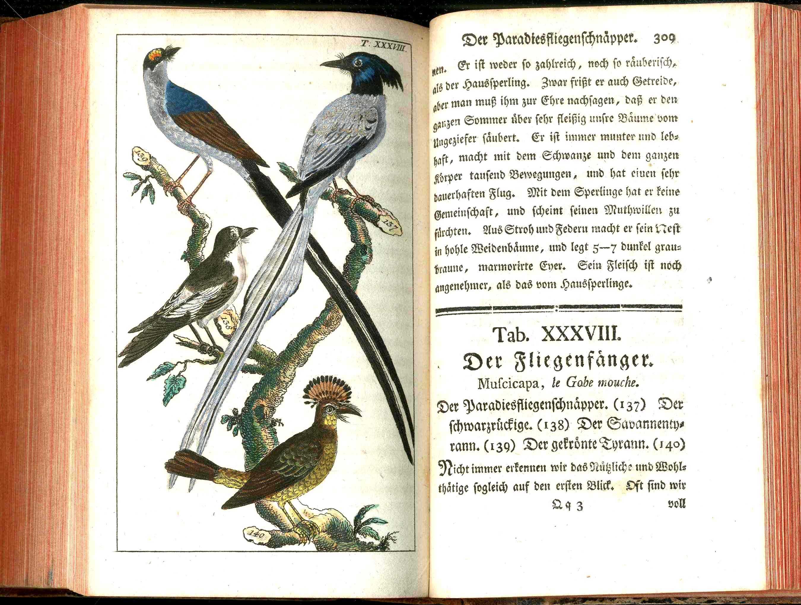 1810 Gottlieb Tobias Wilhelm Peacock Rooster Original Natural History Volume