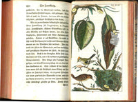 1810 Gottlieb Tobias Wilhelm Peacock Rooster Original Natural History Volume