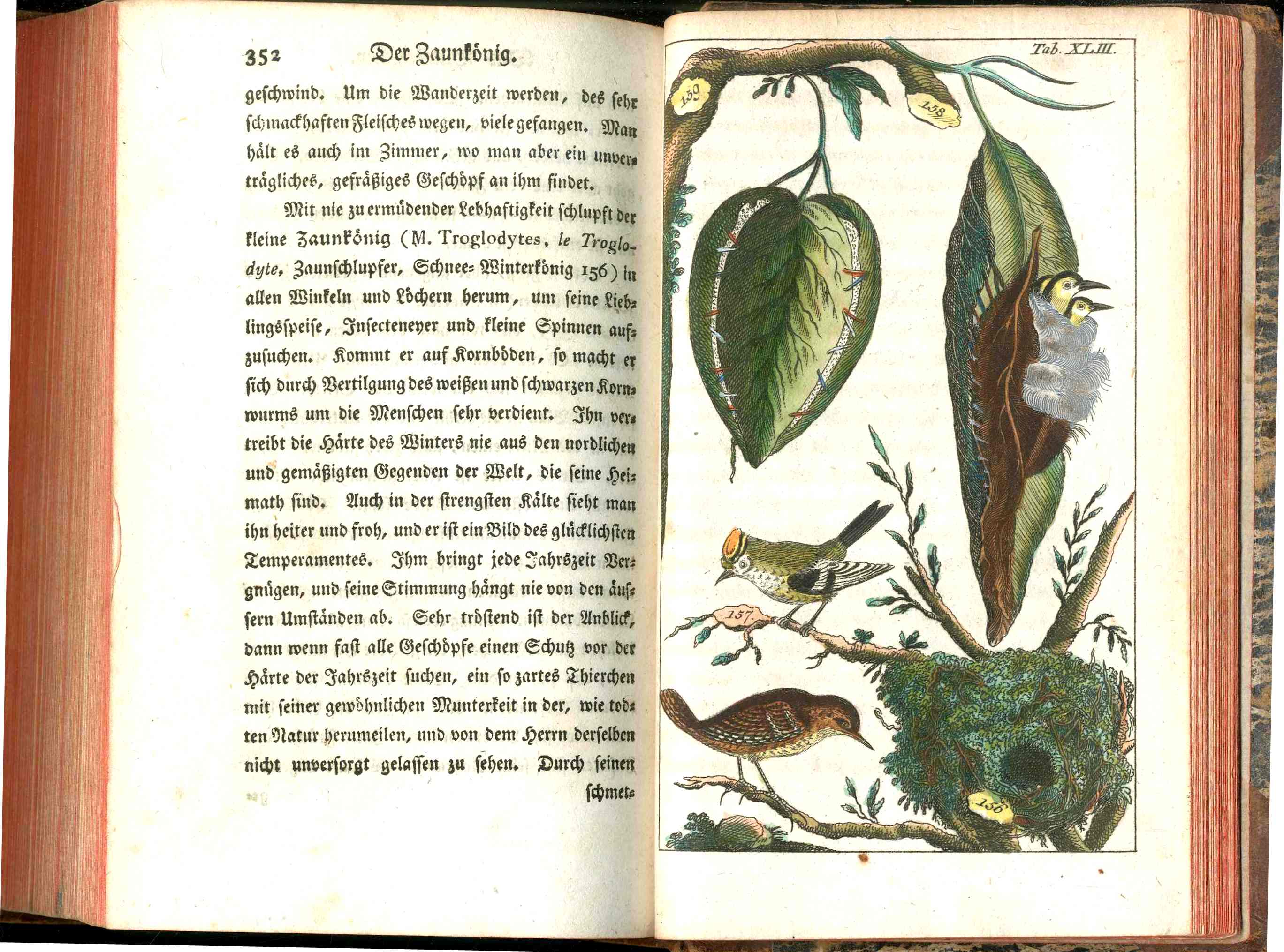 1810 Gottlieb Tobias Wilhelm Peacock Rooster Original Natural History Volume