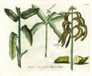 Weinmann Phytanthoza 1735 Banana Double Folio Fruit