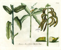 Weinmann Phytanthoza 1735 Banana Double Folio Fruit