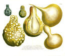 Weinmann Phytanthoza 1735 Squash Double Folio
